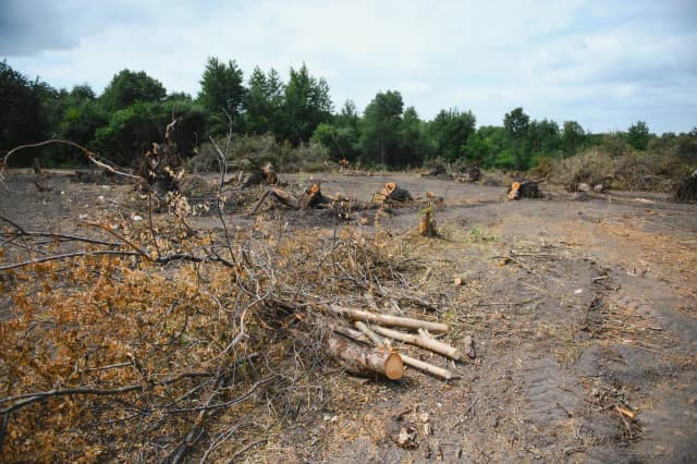 Ile kosztuje wykarczowanie działki? Sprawdź, co wpływa na ceny Ile kosztuje wykarczowanie działki? Sprawdź, co wpływa na ceny