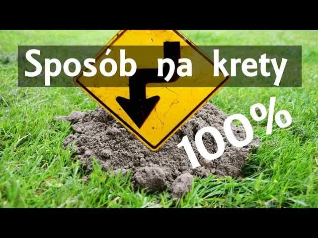 Skuteczne sposoby na pozbycie się kretów na działce bez bólu Skuteczne sposoby na pozbycie się kretów na działce bez bólu